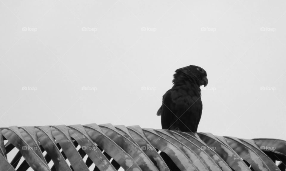 Parrot in Black and white