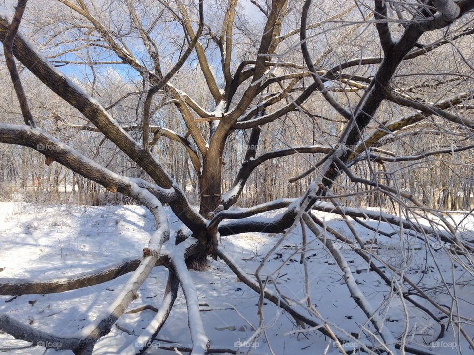 Frozen tree