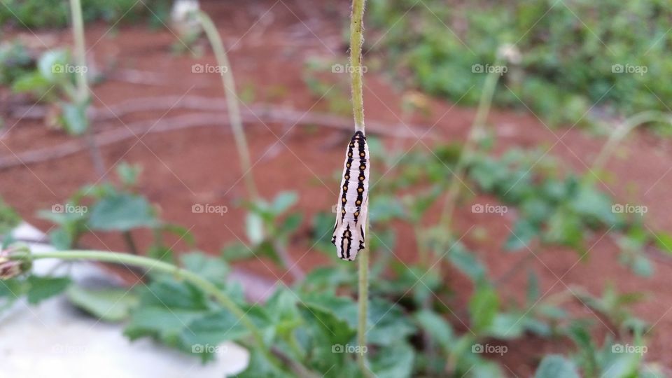 a cocoon that wants to turn into a butterfly