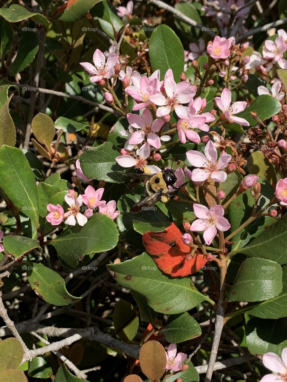 A bumblebee is extracting nectar from the pink blossoms. Indian hawthorns are typically small shrubs, but the Rosalinda selection can grow up to about 15 feet if left unpruned. It produces bright-pink flowers in late spring and early summer.