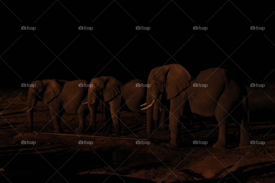 Elephants by moonlight