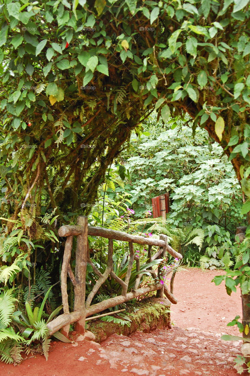 Rainforest. Vacation