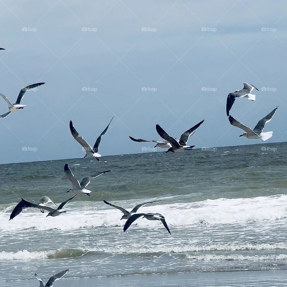 Birds in Flight