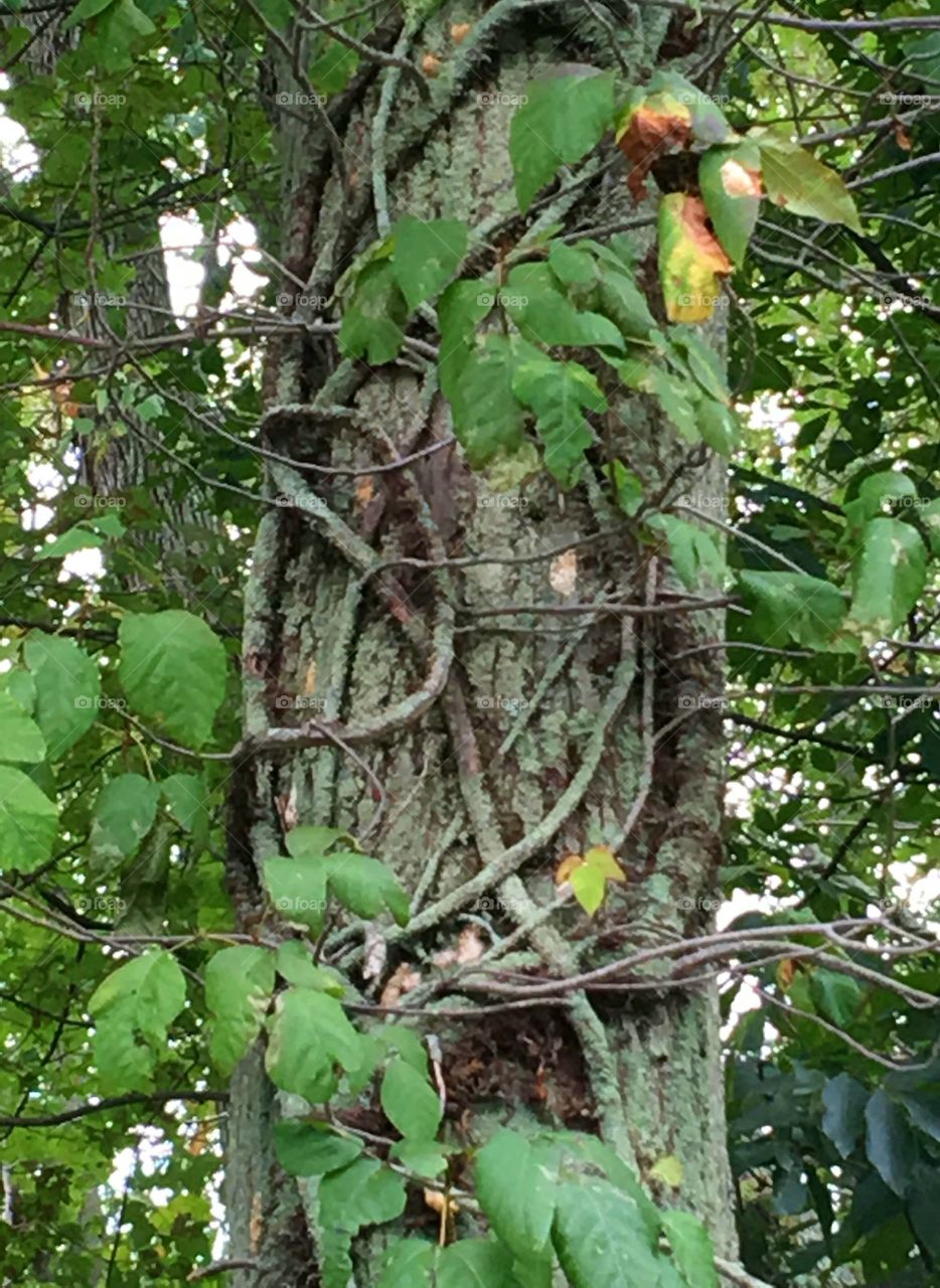 Poison Ivy growing up tree, vines visibly old & twisted on bark, 3 green leaves.
