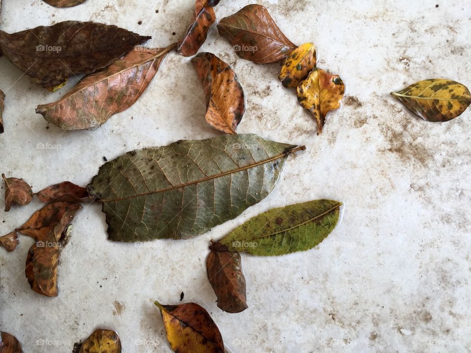 Fall foliage with a white background