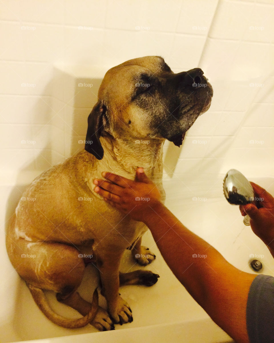 Dog taking a bath