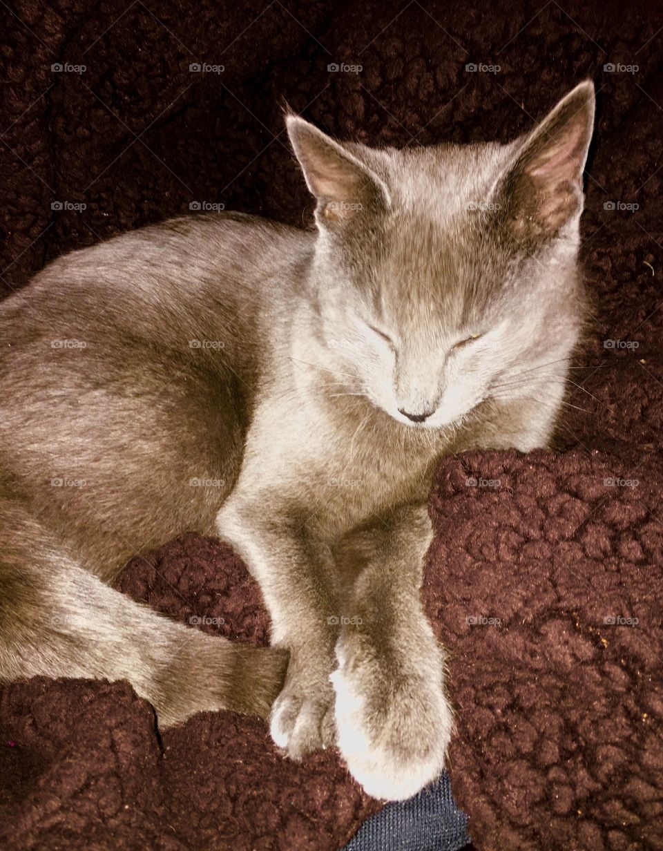 Russian Blue Kitty