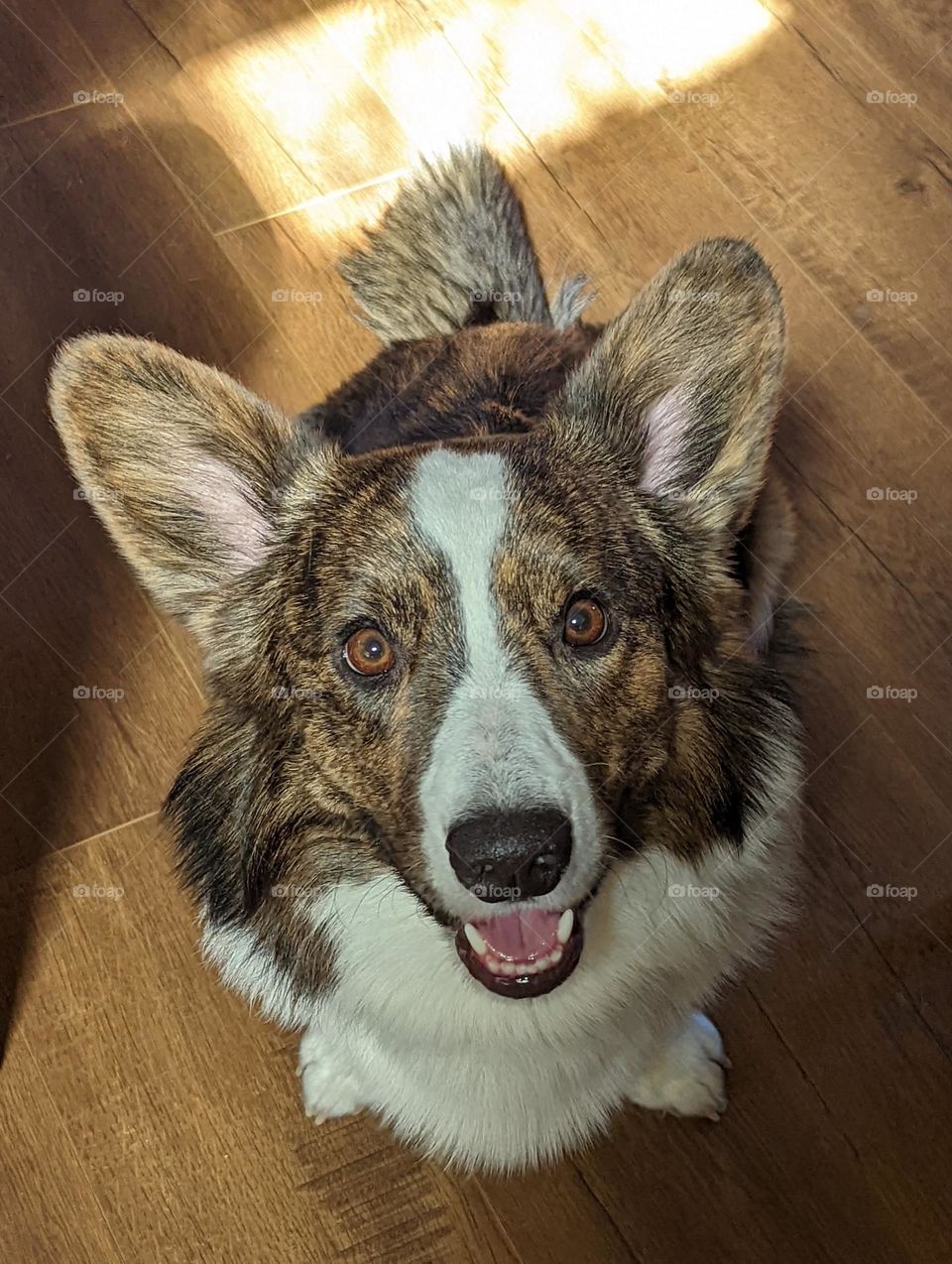 Stunning brown eyes. Beautiful corgi.