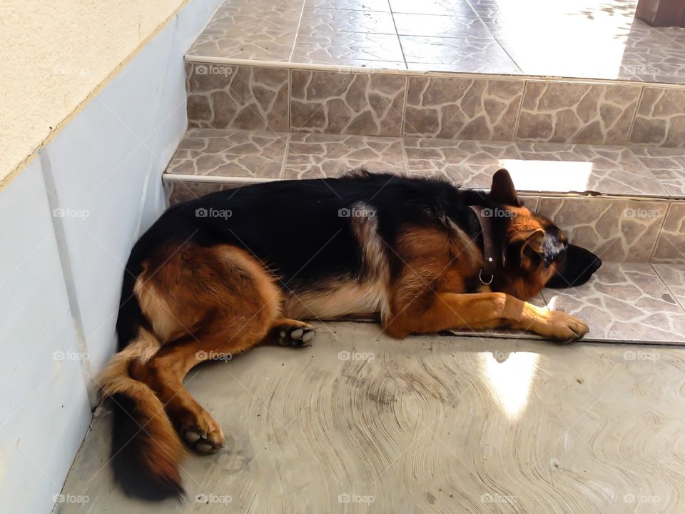 German Shepherd laying on tiles and being lazy
