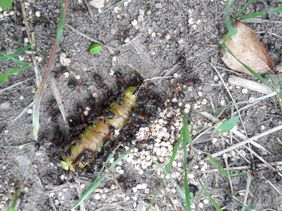insect, caterpillar, ants, struggle for existence, Anthill