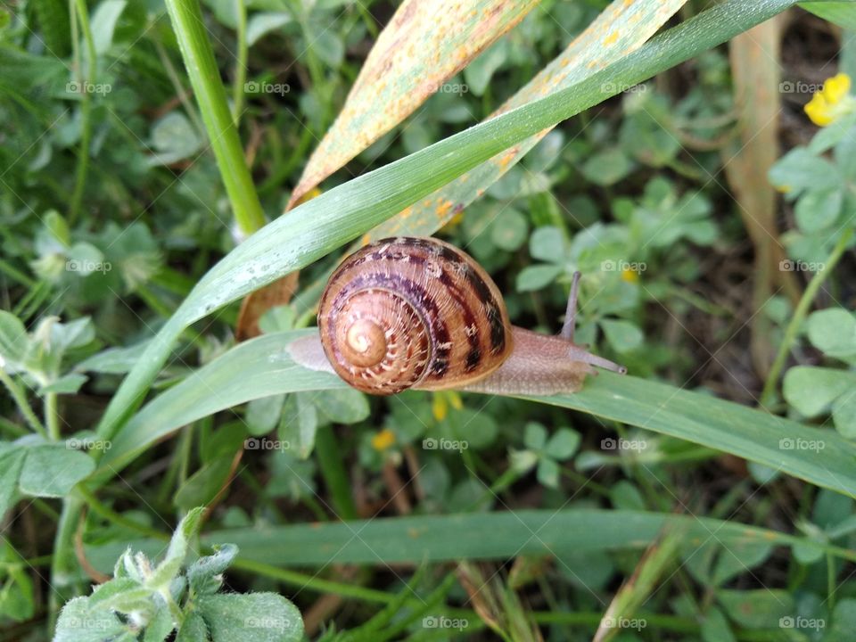 Snail