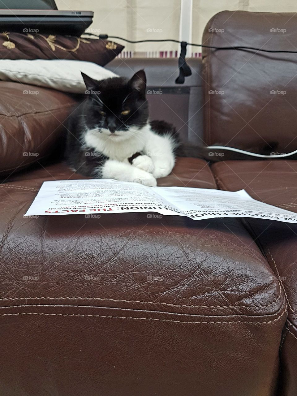 cat reading up on Brexit