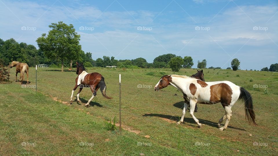 horses