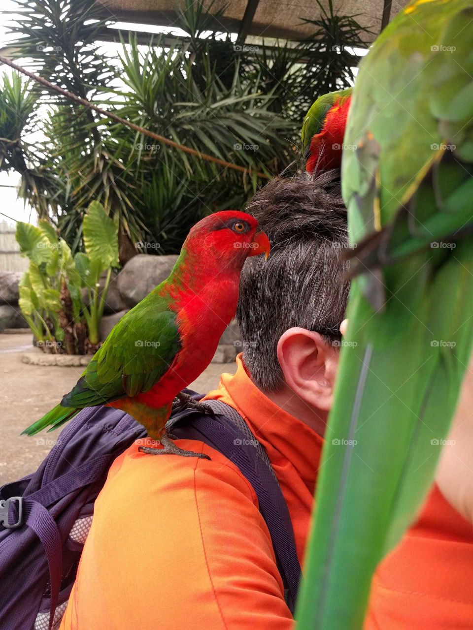 Man with two parrots on his head in South Africa