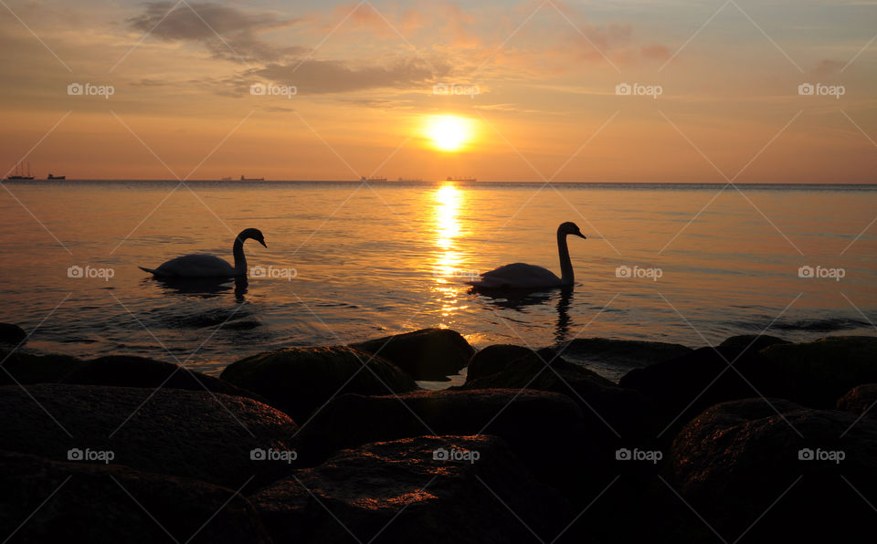 sunrise silhouettes of swans