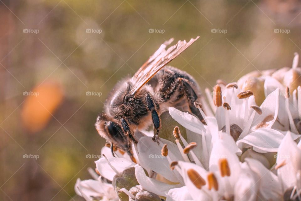 The bee on the flower collects nectar and pollen