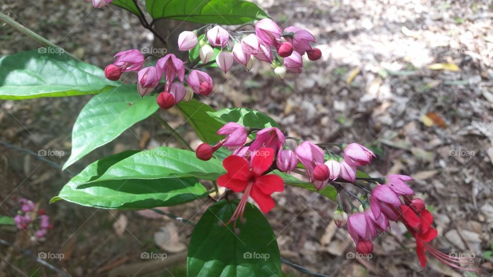 Close-up red flowers