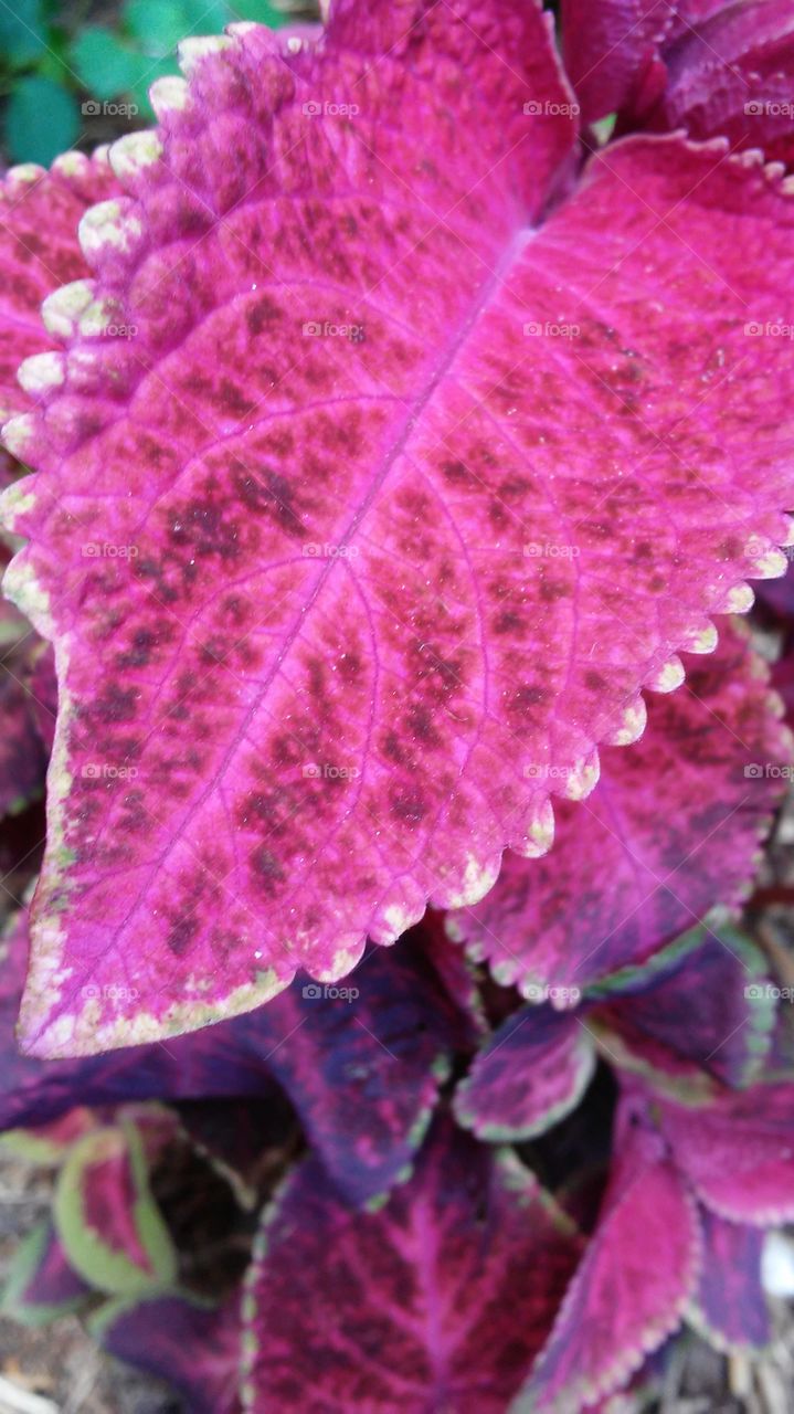 Leaf, Nature, Flora, No Person, Color