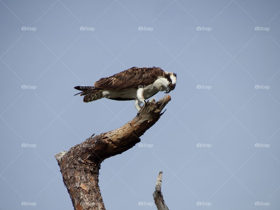 Osprey feeding on branch. 