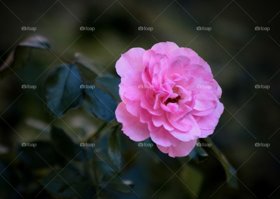 Rose, give it to anyone you want ;)