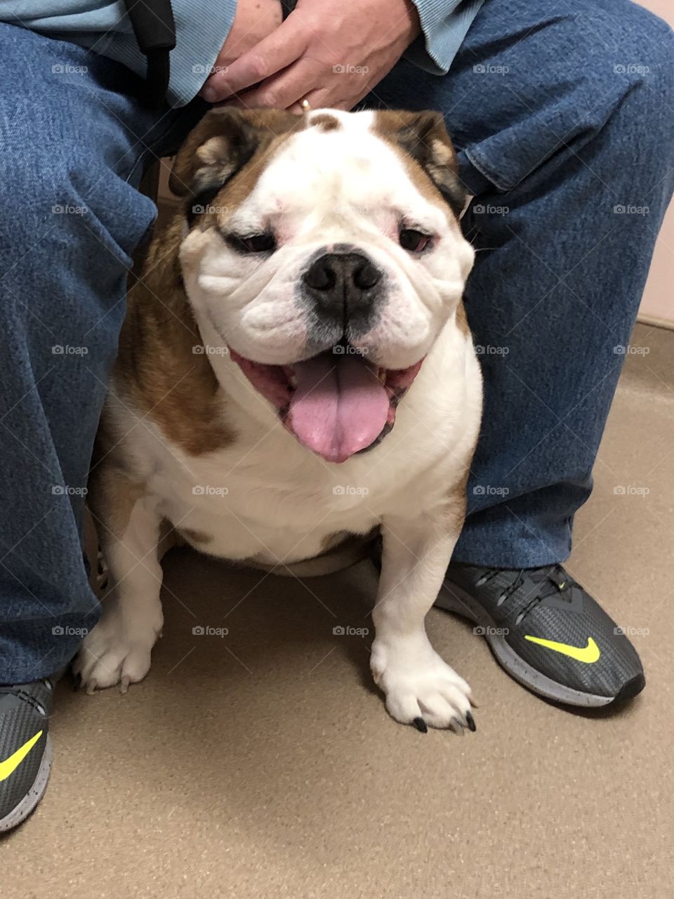English bulldog waiting at the vet panting excited happy boy 