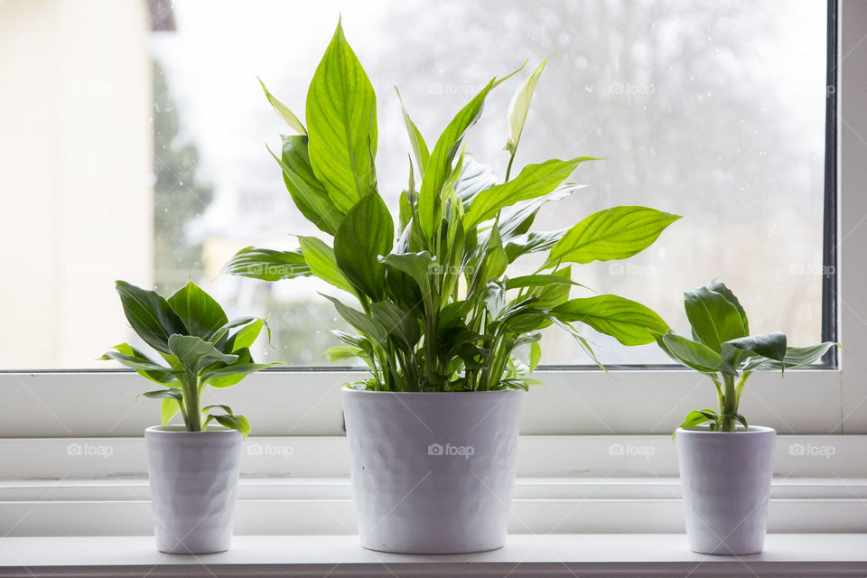 Close-up of plants in window