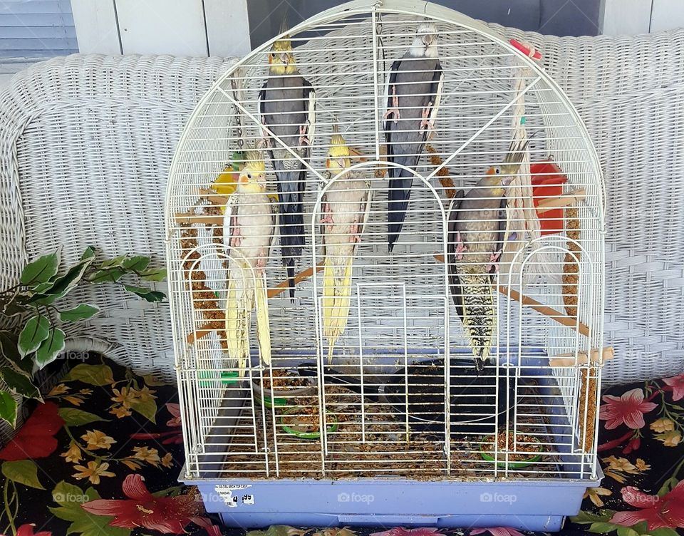 Family of cockatiels enjoying fresh air outside on wicker couch of front porch on a breezy summer day