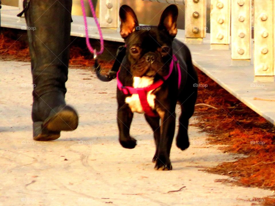 running cutie