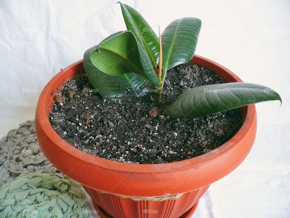 Ficus indoor plants uplifting and joy