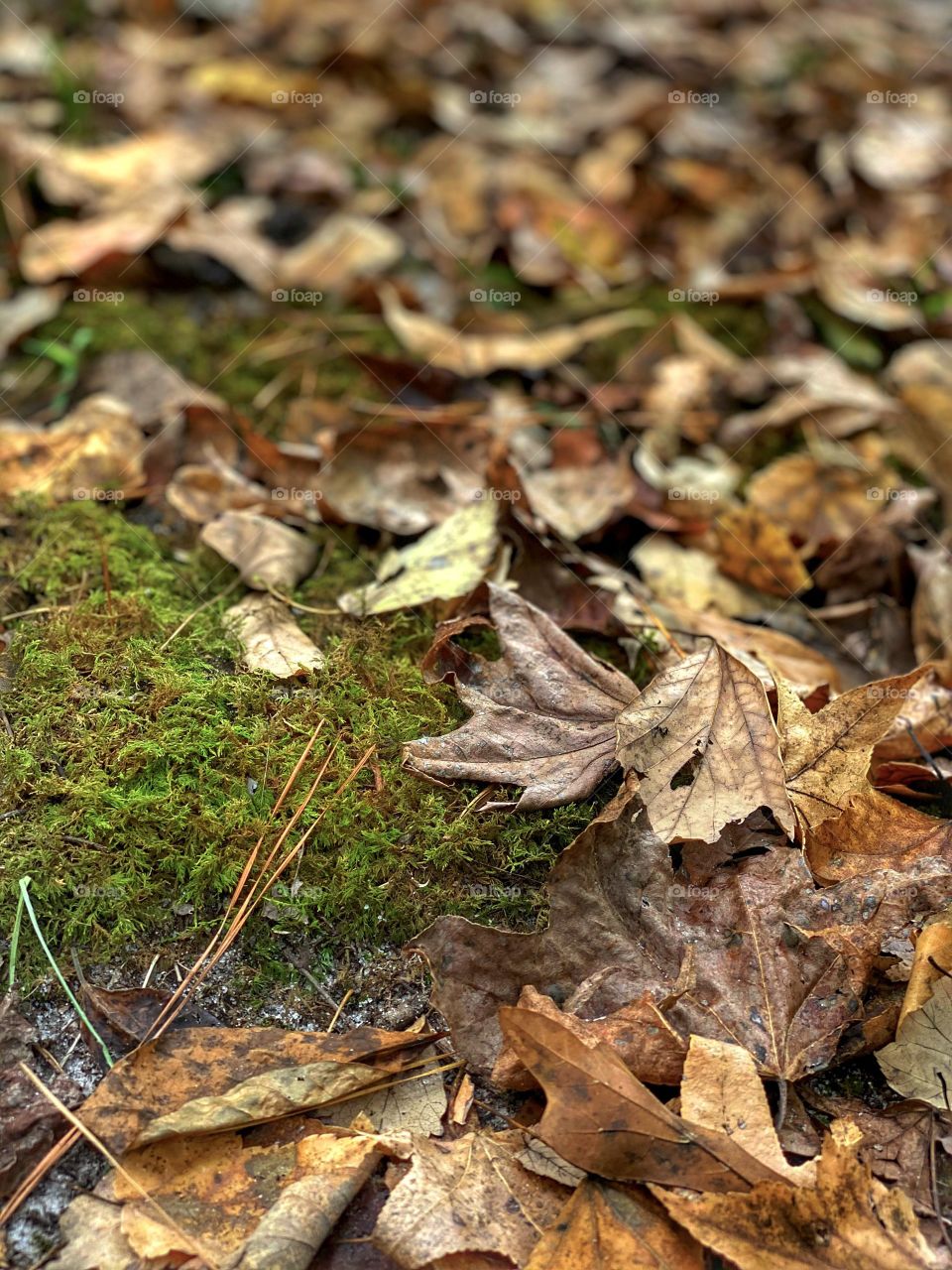 Autumn Leaves On Moss