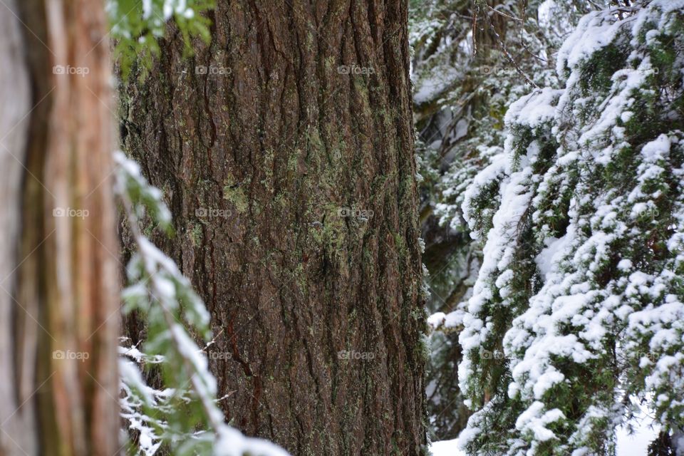 Tree bark in winter 