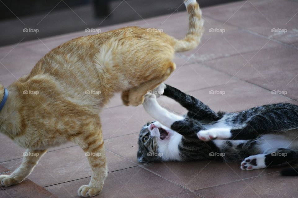 gatos peleando
