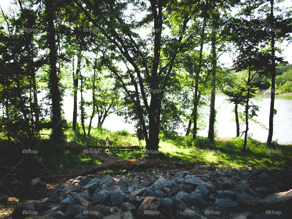 lake 
trees 
rocks