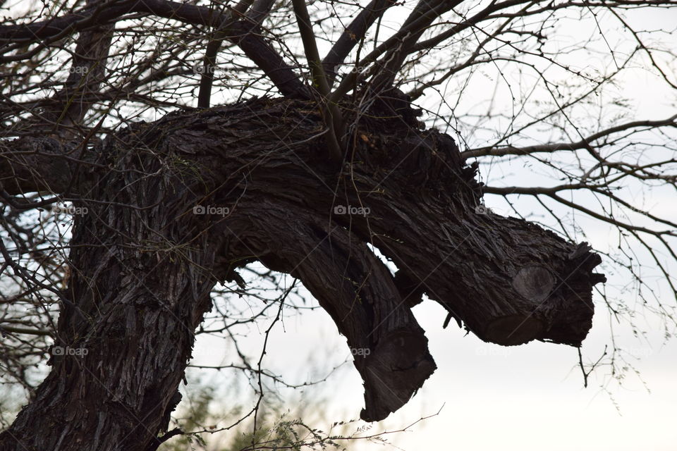 A tree trunk grows into a dragon head shape