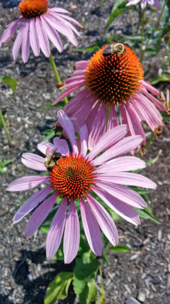 Bees N' Flowers II