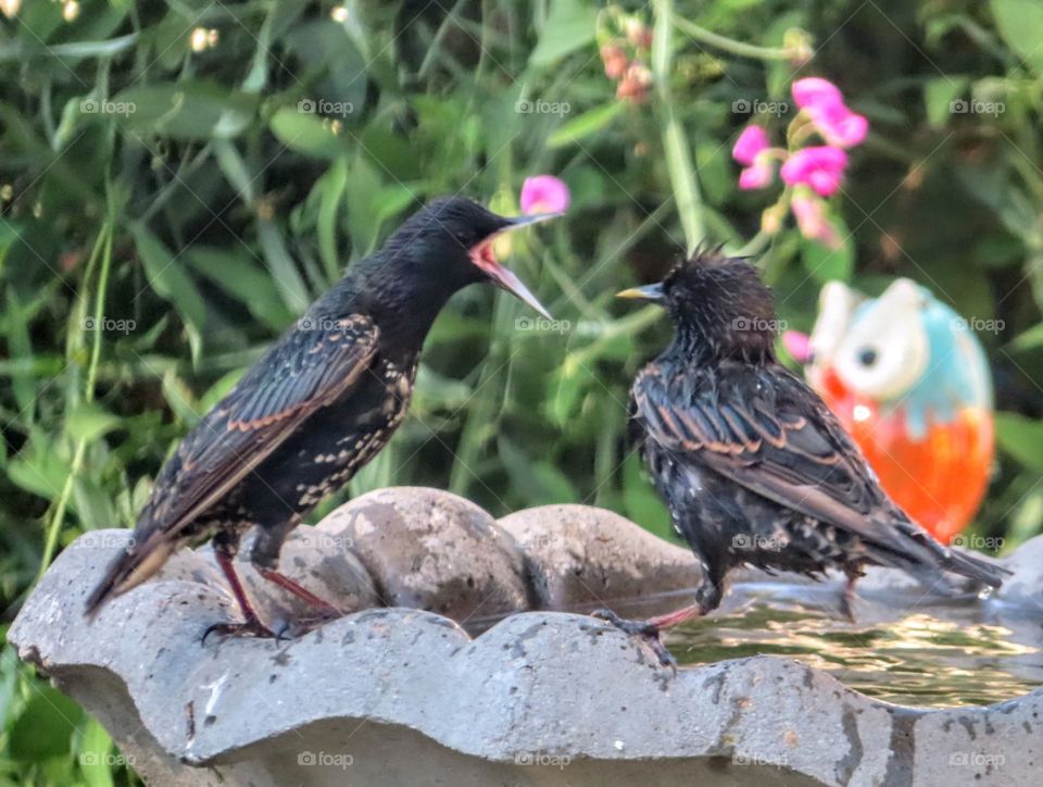 Funny Birds Taking a Bath and Scolding Other One for Splashing "Silly Brothers"
