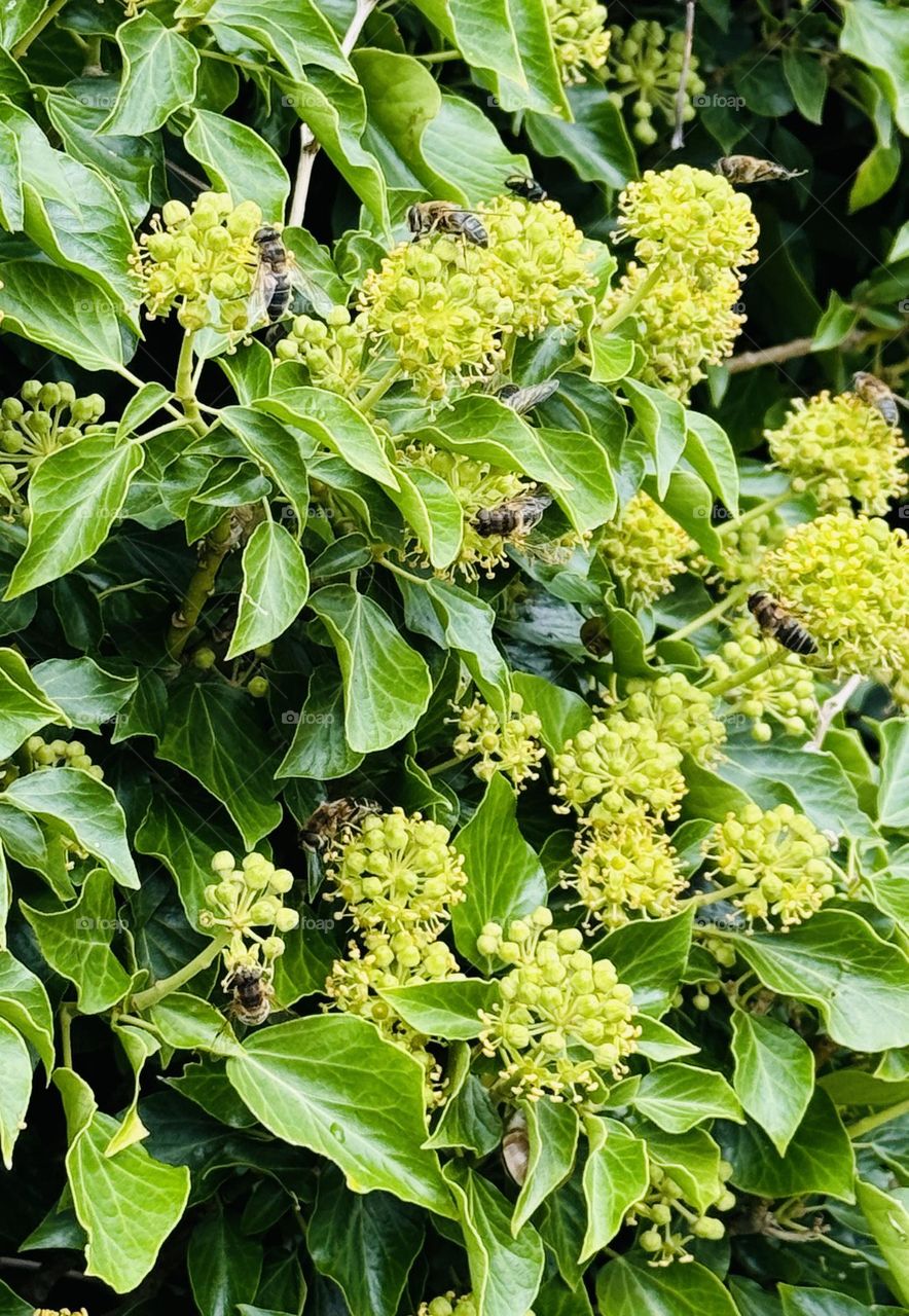 How many bees in the ivy’s 