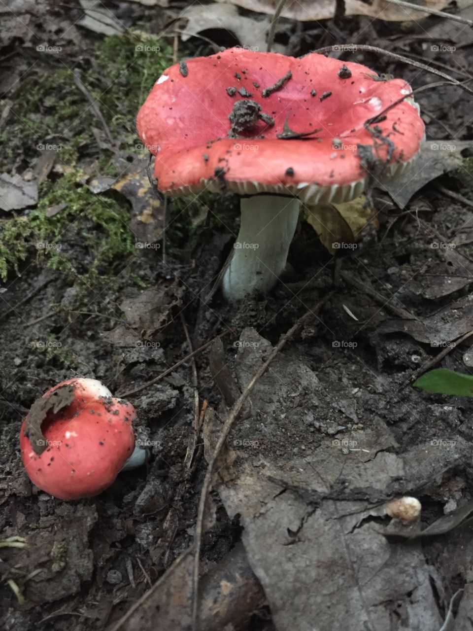 Red mushrooms 
