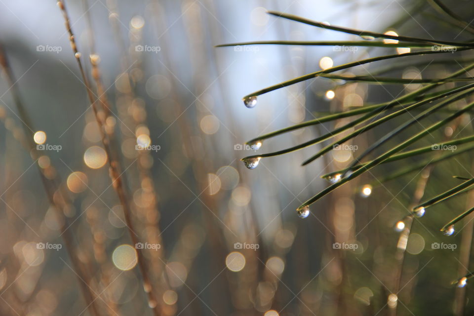 dew drops on grass