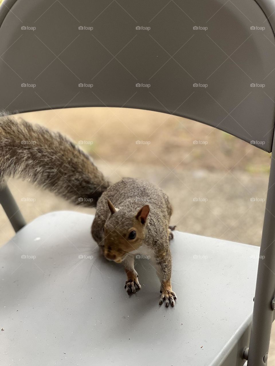 Squirrel looking for more pistachios