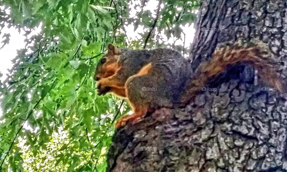 Squirrel in a tree