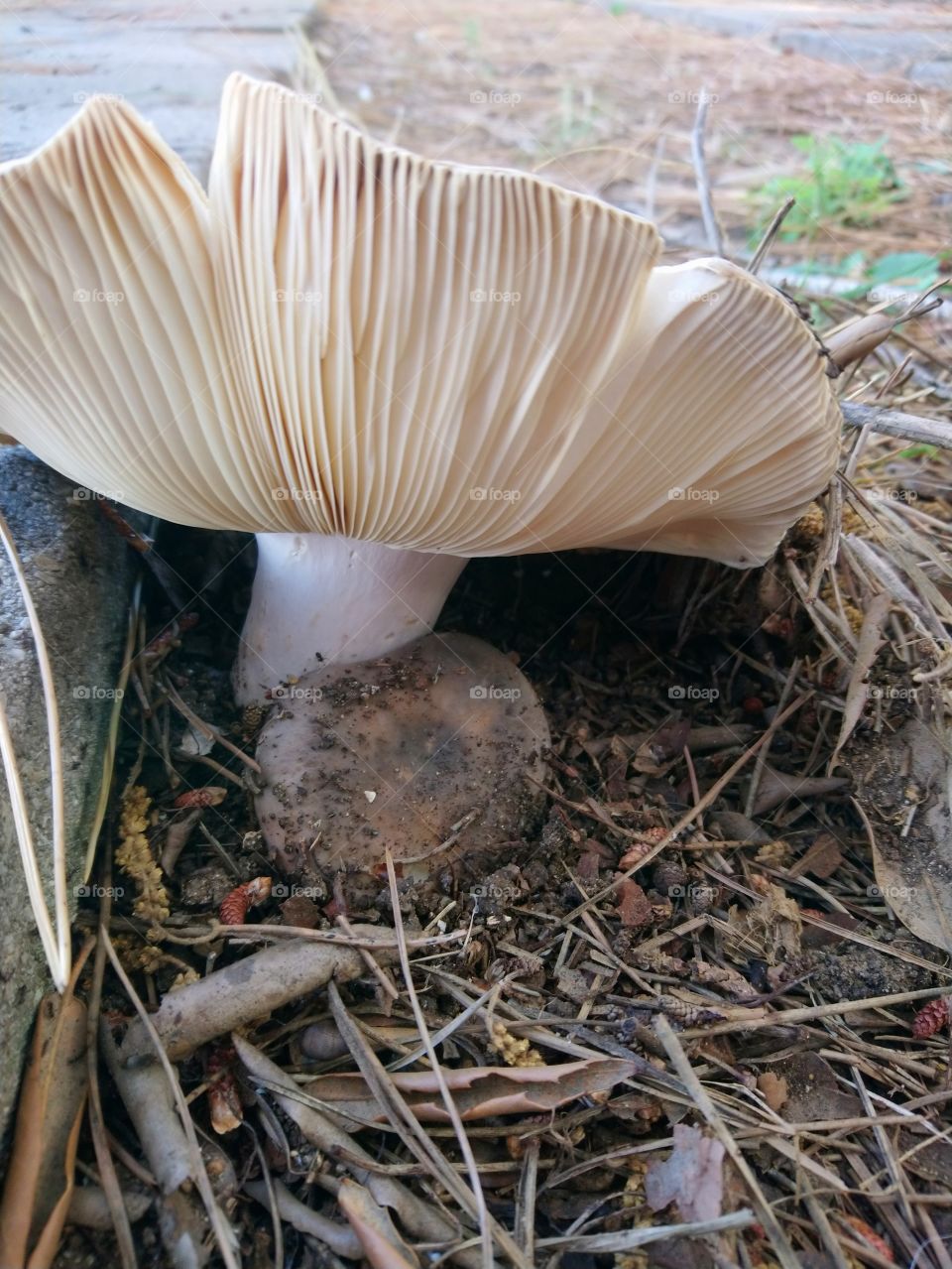 Mushroom in nature