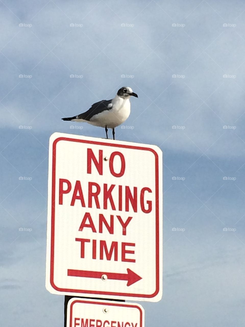 Seagull sitting on "no parking" sign. 