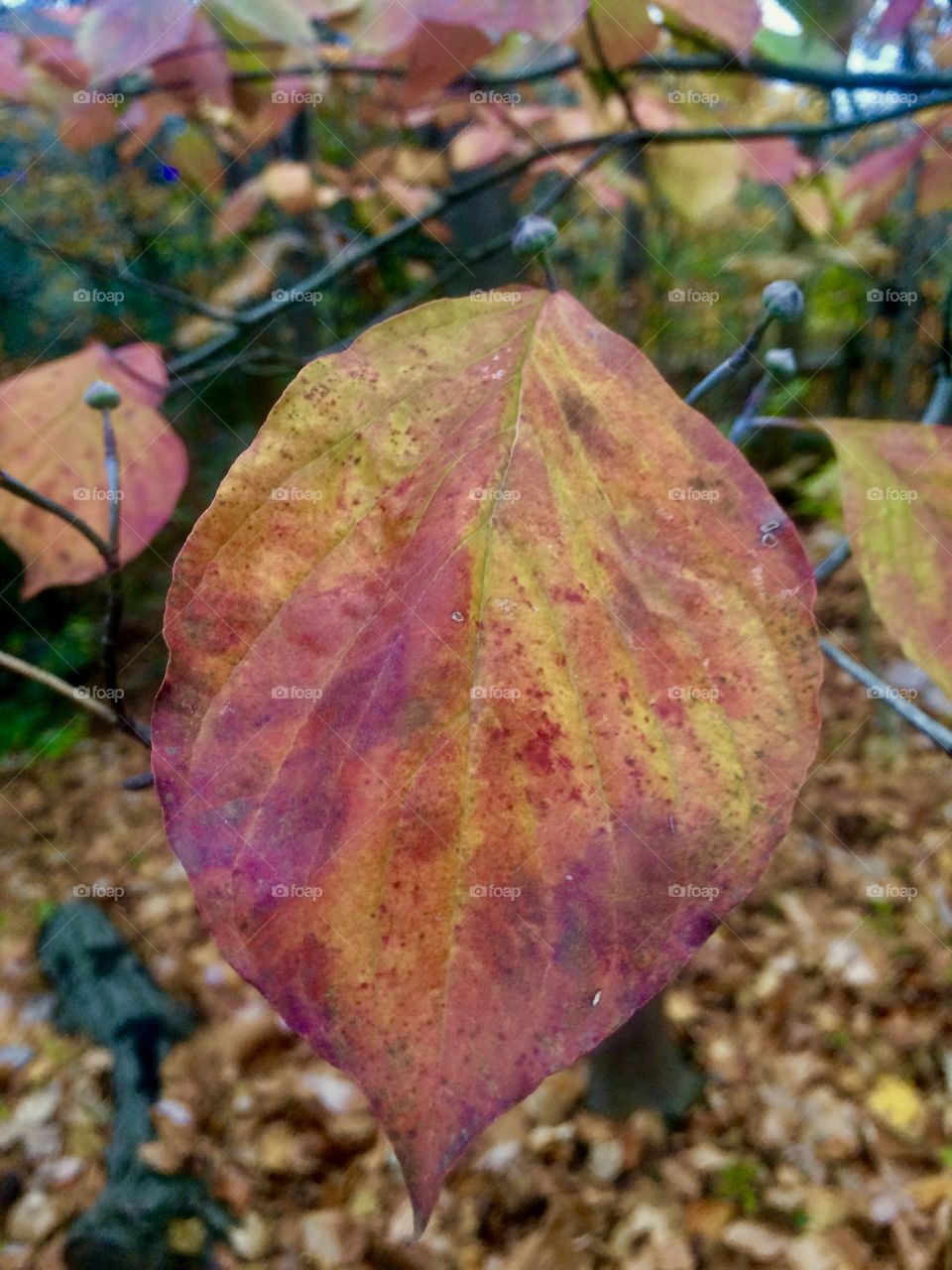 Ohio fall