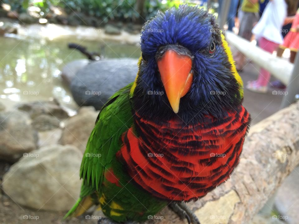 Close-up of a lorikeet parrot