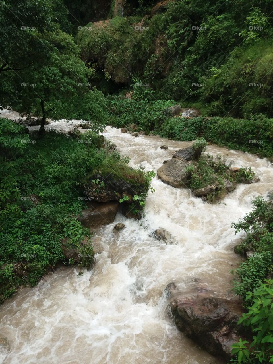 River flowing in forest