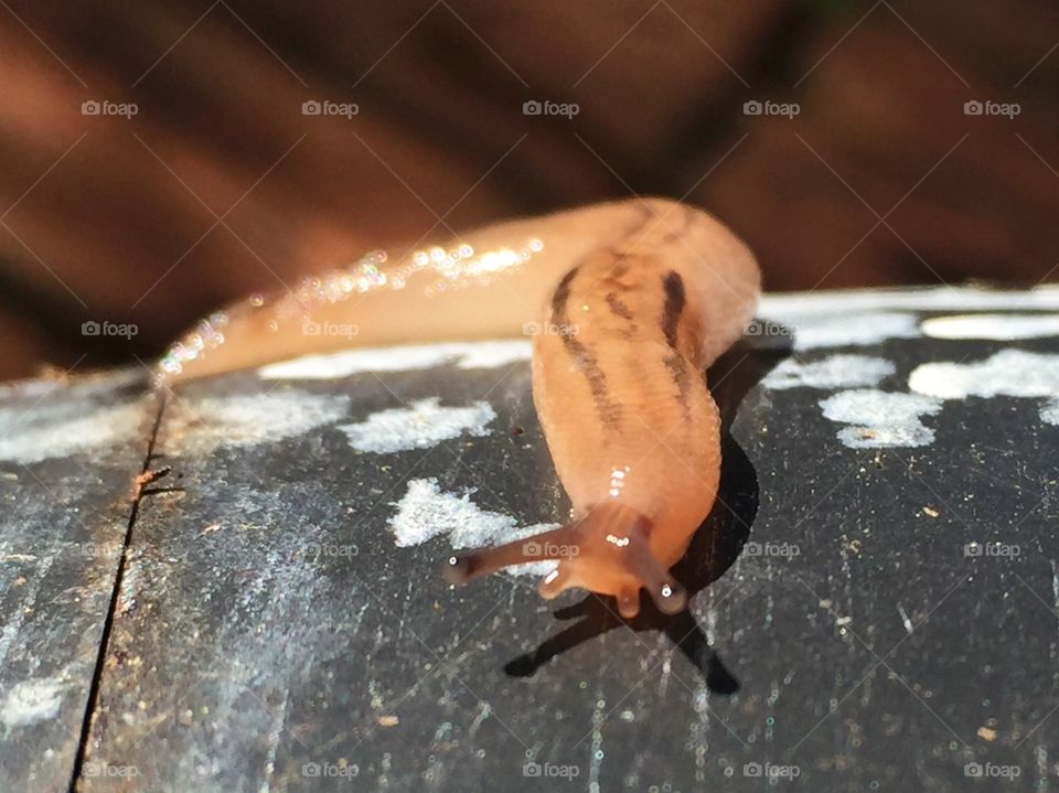 Close up of a snail