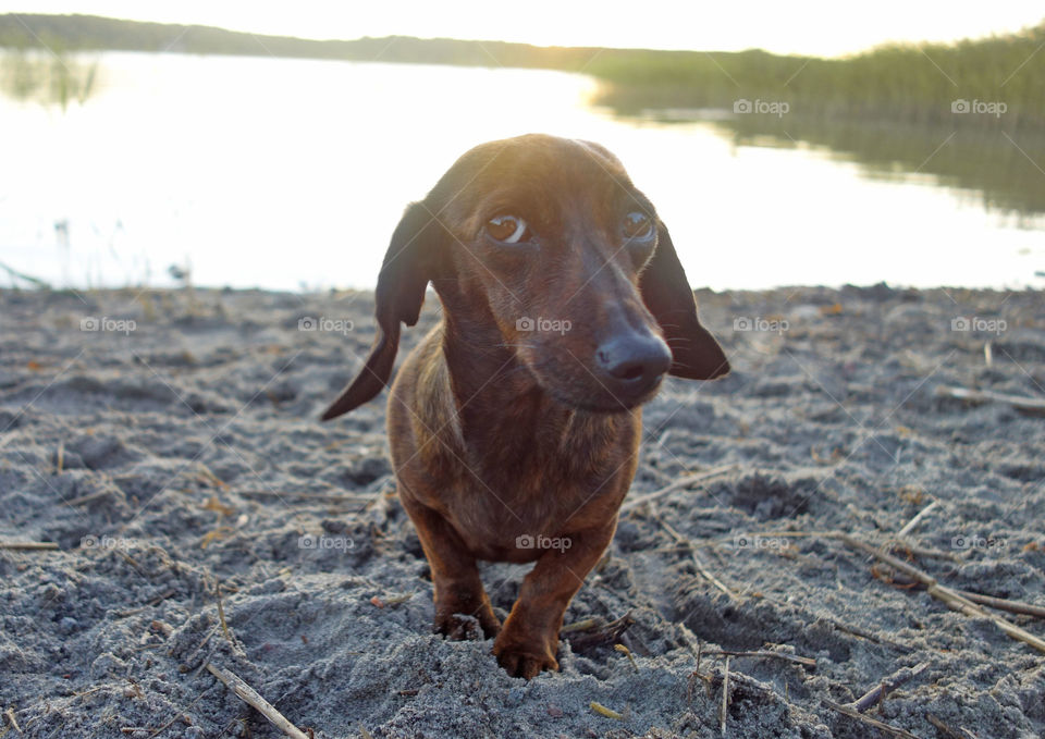 Dolly during the golden hour a warm summer night in Sweden.