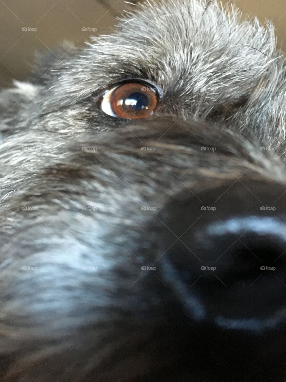 Dog eye