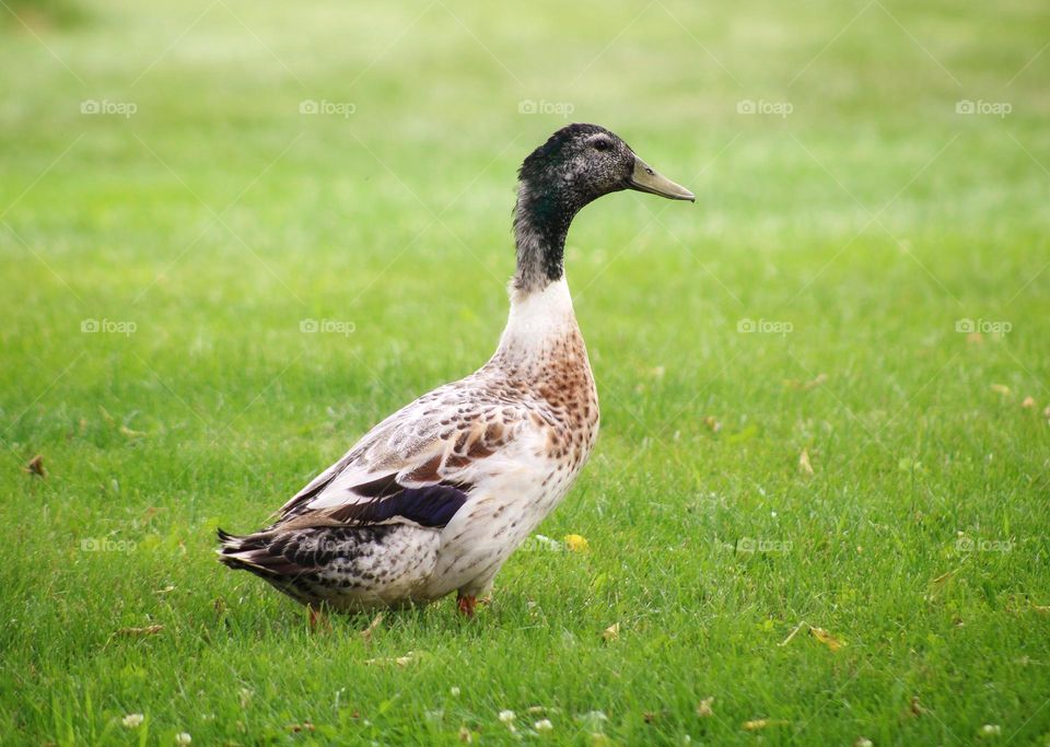 farm duck